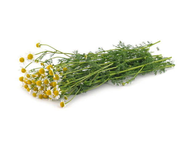 ramo fresco de flores de manzanilla alemana aisladas sobre blanco, matricaria chamomilla - german chamomile chamomile plant smelling flower fotografías e imágenes de stock