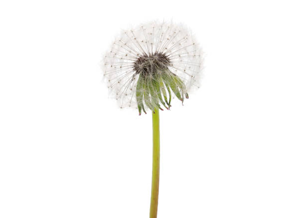 istock Dandelion blowball, fluffy head, isolated on white 1499493387