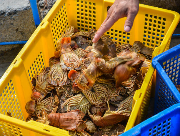 istock Fresh slipper lobster at market 1499494233
