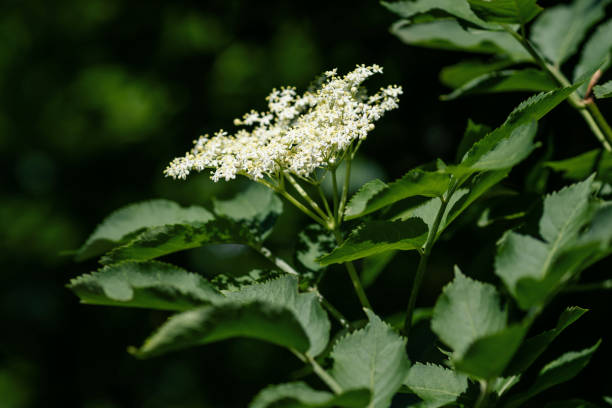Elder flowers in nature