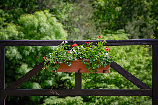 Beautiful abundantly blooming red ivy geraniums pelargoniums on a terrace or balcony. Wooden fence or dark wood terrace railing.