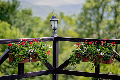 Flower pots and lantern on wooden railing in the yard