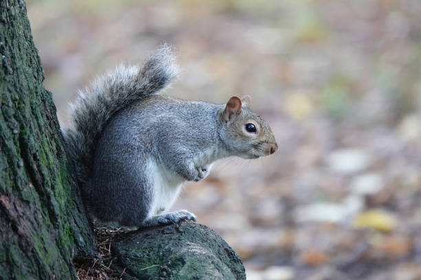 istock A grey squirrel, sciurus carolinensis, perching at the base of a tree. 1499495546