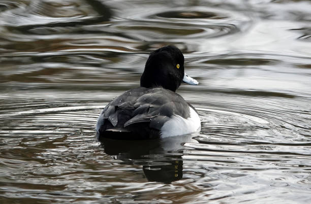 istock A tufted duck, aythaya fuligula, swimming in a lake. 1499495559
