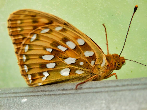 istock Dark Green Fritillary 1499495645