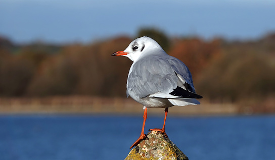 A black-headed gull looking out from its perch on a fence post by a lake.