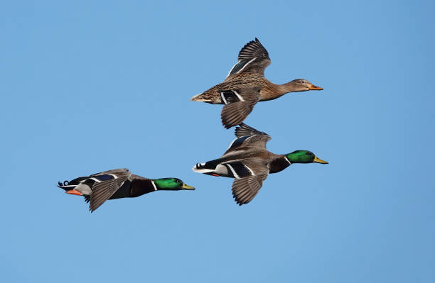istock Three mallard ducks, anas platyrhynchos, flying close together across a clear blue sky. 1499495913