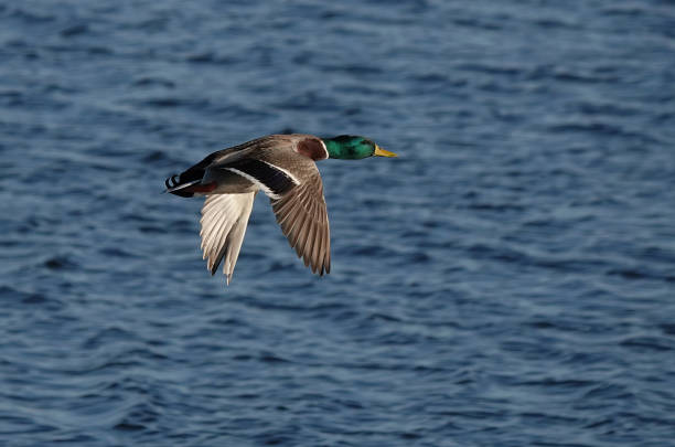 istock A drake mallard flying over a defocused lake. 1499495930