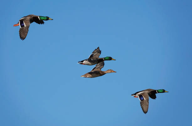 istock A low angle view of a small flock of mallard ducks in flight. 1499495939