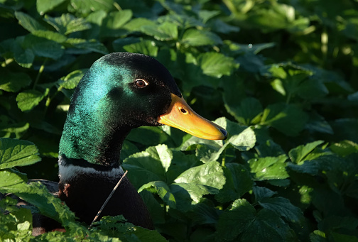 A male mallard duck looking out from the green leaves of a bush.