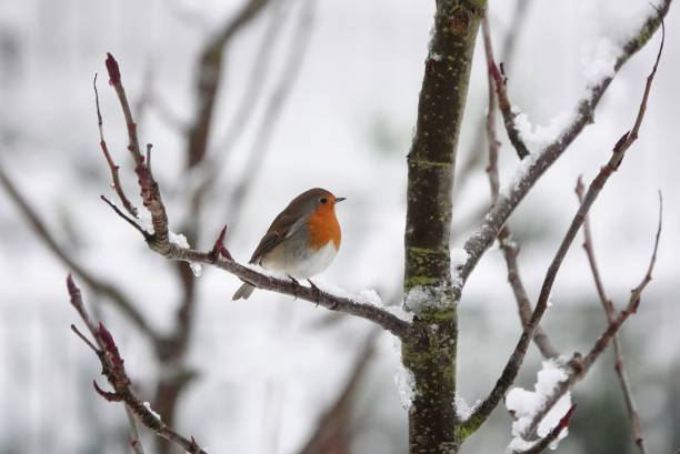 istock A European robin, erithacus rubecula, perching on the branch of a snow-covered tree. 1499496069