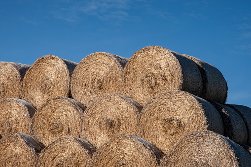Stacked hay bales in a Lincolnshire field Lincolnshire against a blue sky