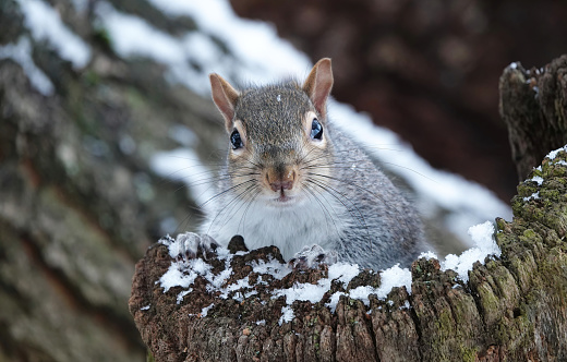 A grey squirrel looking out from a tree in the snow.