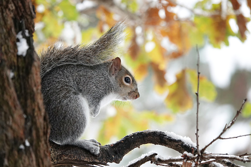 A side view of a grey squirrel in a tree against a defocused background in winter.
