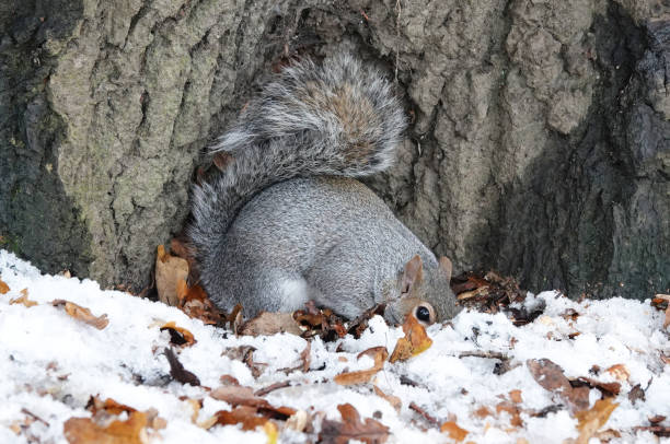 A grey squirrel digging under the snow for food in winter.