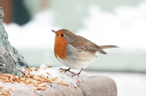 A European robin, erithacus rubecula, perching on a wall to eat mealworms in winter.