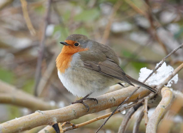 istock A European robin perching on a tree branch in the snow. 1499498000