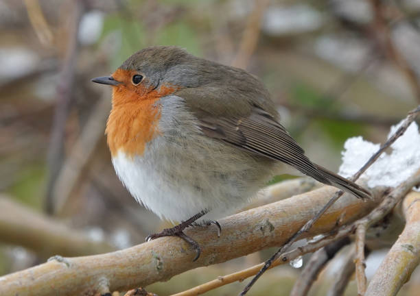 istock A side view of a European robin, erithacus rubecula, perching in a tree in winter. 1499498014