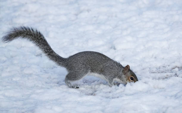 istock A grey squirrel, sciurus carolinensis, digging in the snow on a winter’s day. 1499498171