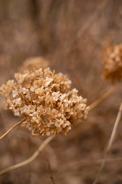 istock Abstract floral background of dried hydrangea. Early Spring. 1499499617