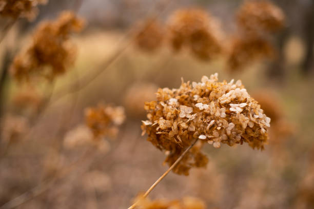 istock Abstract floral background of dried hydrangea. Early Spring. 1499499623