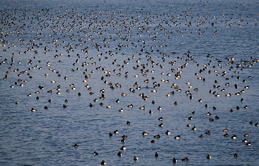 A large group of ducks on the surface of a lake in winter.