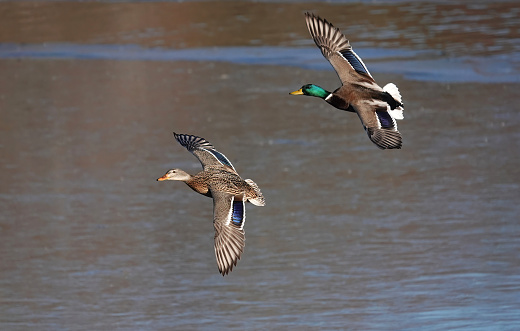 Two mallard ducks flying closely together across a lake in winter.