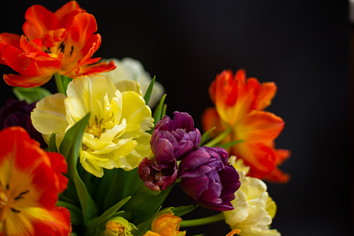 Large red, yellow, orange and purple tulips on a black background