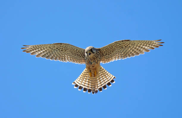 istock Close up of Kestrel in flight hovering 1499502110