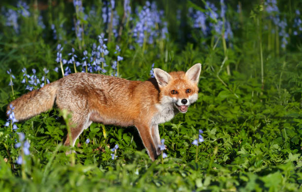 istock Red fox amongst bluebells in spring 1499506322