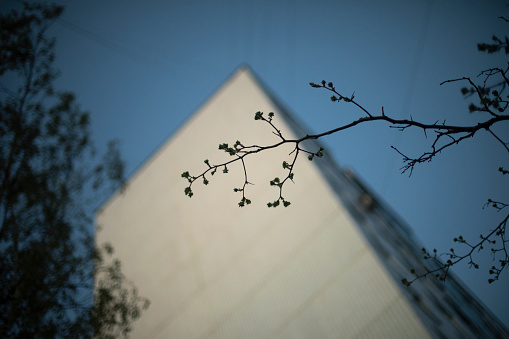 Tree branch against background of sky and house. Spring branch of tree. Plant on street. Beginning of spring.