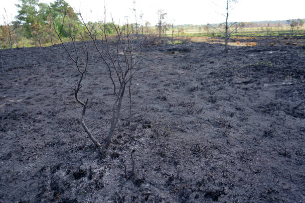 istock Close up aftermath of the ground from a wildfire 1499506541
