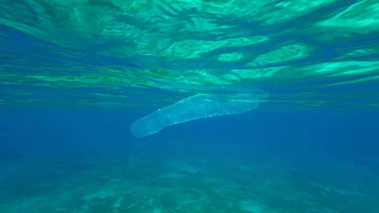 Colonial Pyrosoma Tunicates drifts under surface of blue water in sunlights. Pyrosomes, colony hundreds to thousands individuals called zooids, cloned from one egg and bound together, Red sea, Egypt