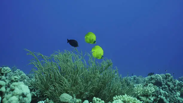 Pair bright yellow Butterfly fish floats near soft corals. Couple of Golden Butterflyfish or Masked Butterflyfish (Chaetodon semilarvatus) swims above Soft Bushy Whipcoral, Red sea, Egypt