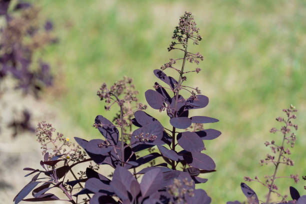 Smoke bush and inflorescences plant cotinus coggygria variety royal purple. Smoke bush and inflorescences plant cotinus coggygria variety royal purple. Natural dark red leaves skumpia tannery from the anacardiaceae family. Deciduous shrub with purple leaf of dyer's sumach. smoke bush blooming stock pictures, royalty-free photos & images