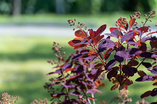 Smoke bush and inflorescences plant cotinus coggygria variety royal purple. Natural dark red leaves skumpia tannery from the anacardiaceae family. Deciduous shrub with purple leaf of dyer's sumach.