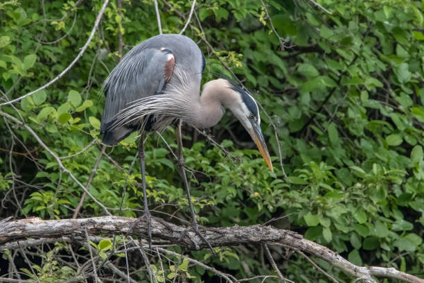 istock Great blue heron hunting from tree branch. 1499508219