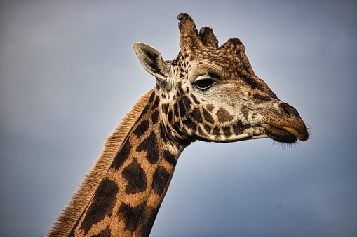 Close-up side profile of a giraffe, its mouth slightly open as it chews