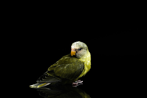young plum-headed parakeet isolated on black background