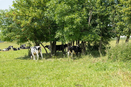 cows on a meadow in the summer under trees