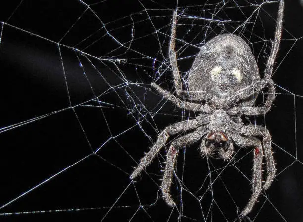 Araneus ventricosus spider on spider web during the night