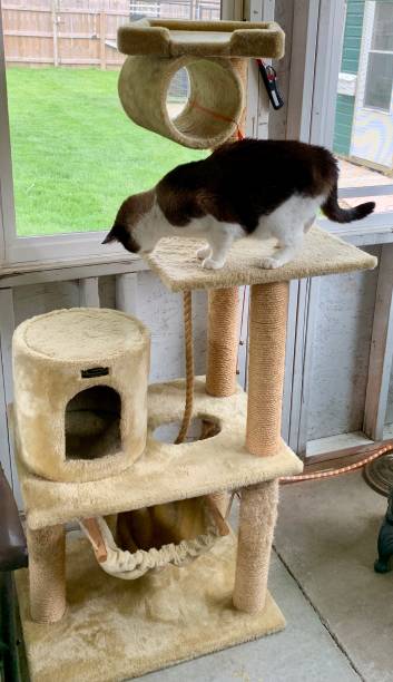 istock Balance like a cat on a cat tree 1499513566