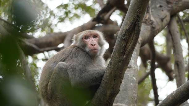 istock there is a monkey that has taken a nap in the tree 1499517191