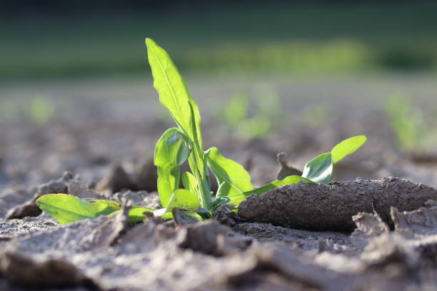 istock close-up green grass grown in drought area 1499518418