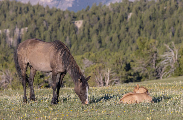 wildpferd stute und fohlen in den pryor mountains montana - 11822 stock-fotos und bilder