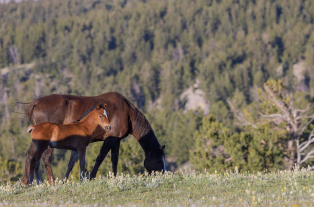 jument et poulain de cheval sauvage dans les montagnes pryor montana - 11827 photos et images de collection