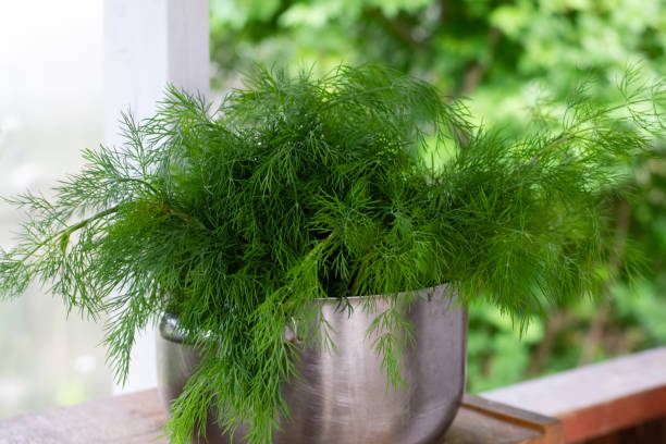 istock Dill in a pot outdoor 1499520529