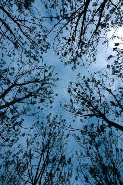 copa de árvores e céu azul - treetop sky tree tree canopy - fotografias e filmes do acervo