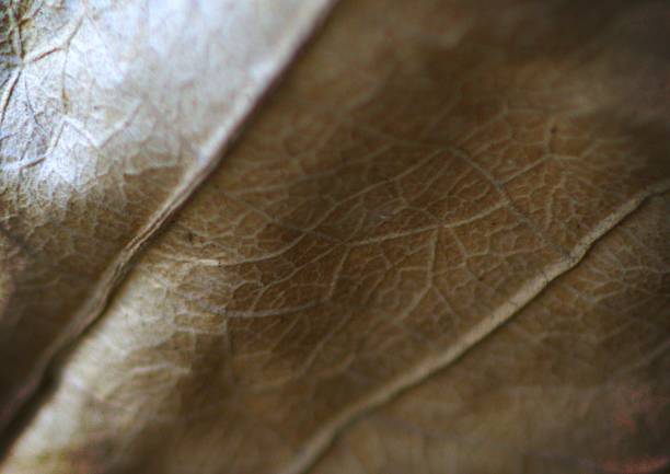 istock Tumbergia dry leaf 1499521314