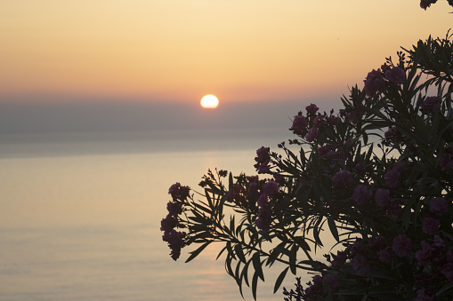 Bougainvillea with sea and sunrise in the background